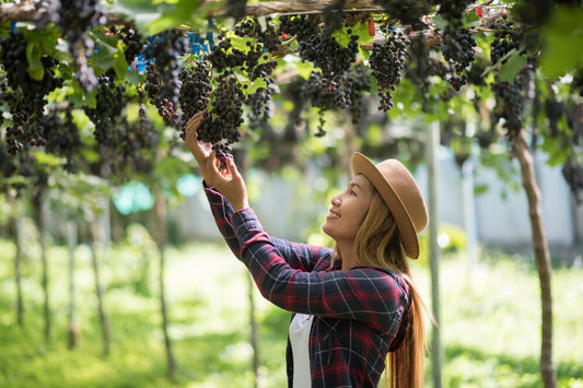 Winery Tours - The Knock Knock
